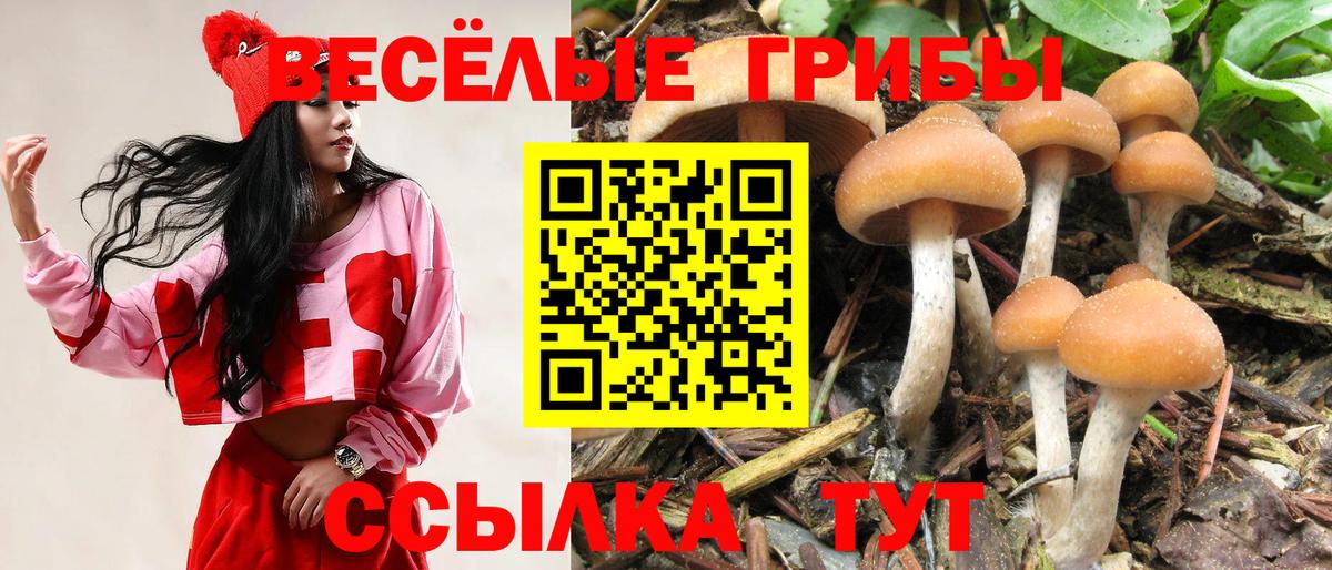 Галлюциногенные грибы Psilocybine cubensis Кондопога